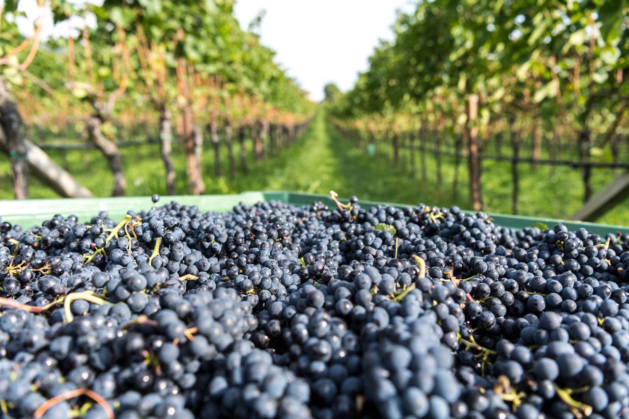 Hotel Christof Appiano Sulla Strada Del Vino Bagian luar foto